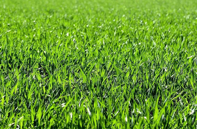 Dicht gewachsener, frisch gemähter grüner Rasen in Nahaufnahme.